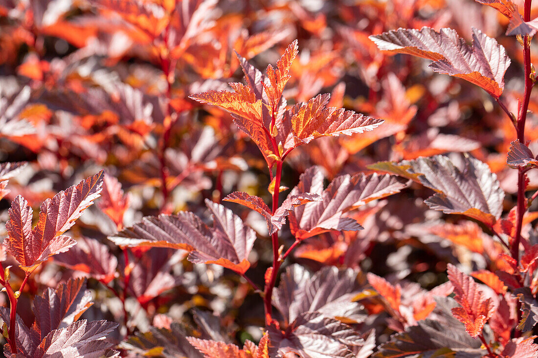 Physocarpus opulifolius 'Little Angel'®