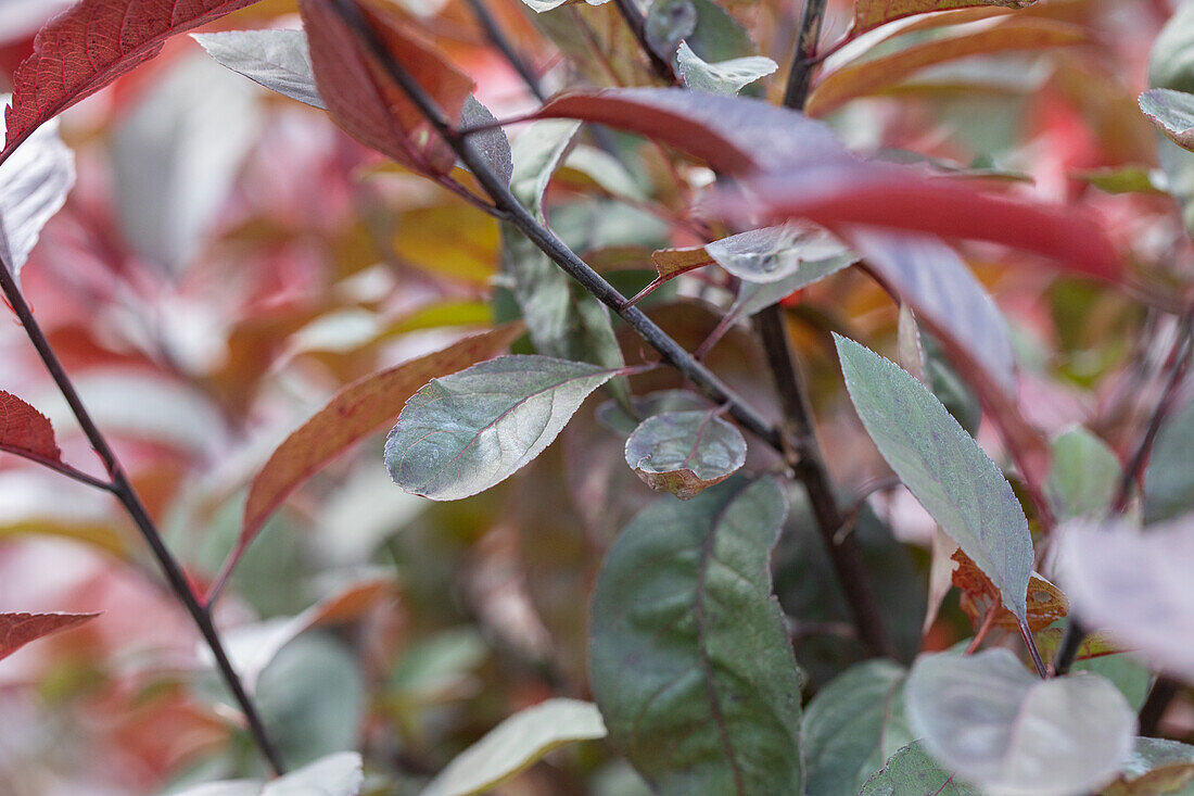 Prunus cistena
