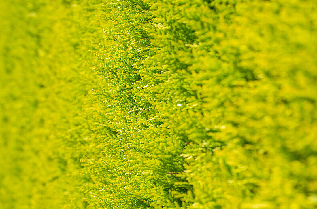 Chamaecyparis lawsoniana, yellow