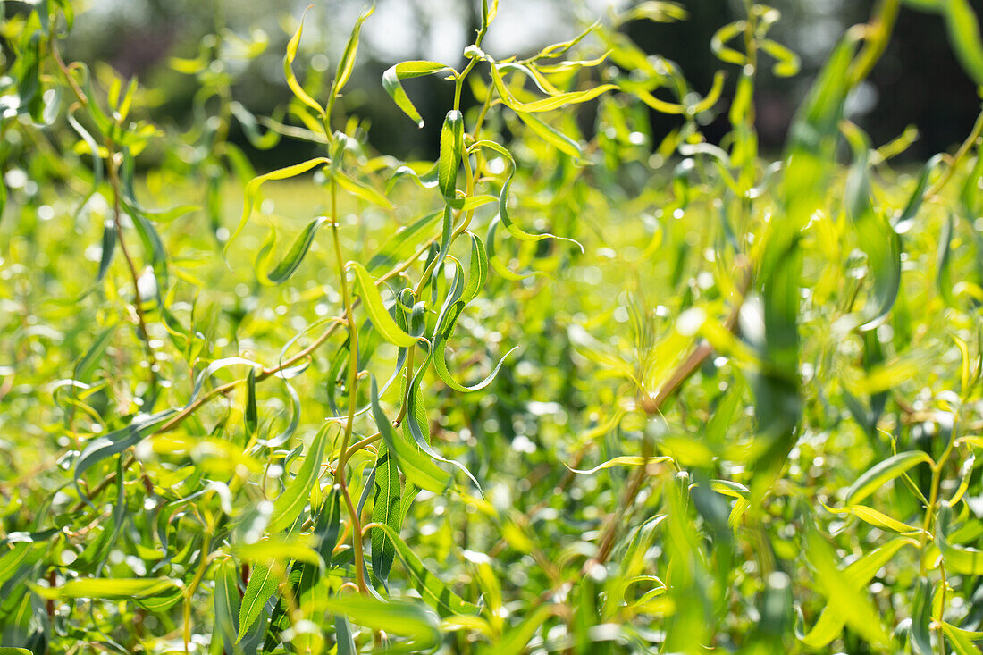 Salix matsudana 'Tortuosa'