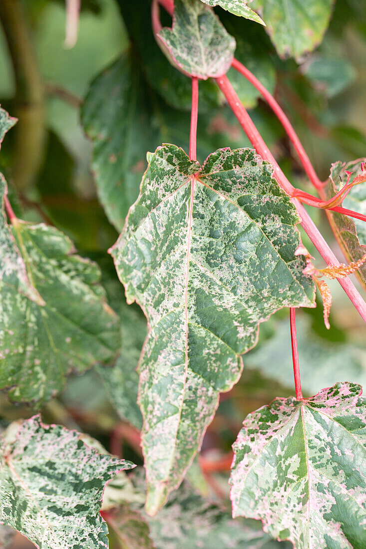 Acer conspicuum 'Red Flamingo'