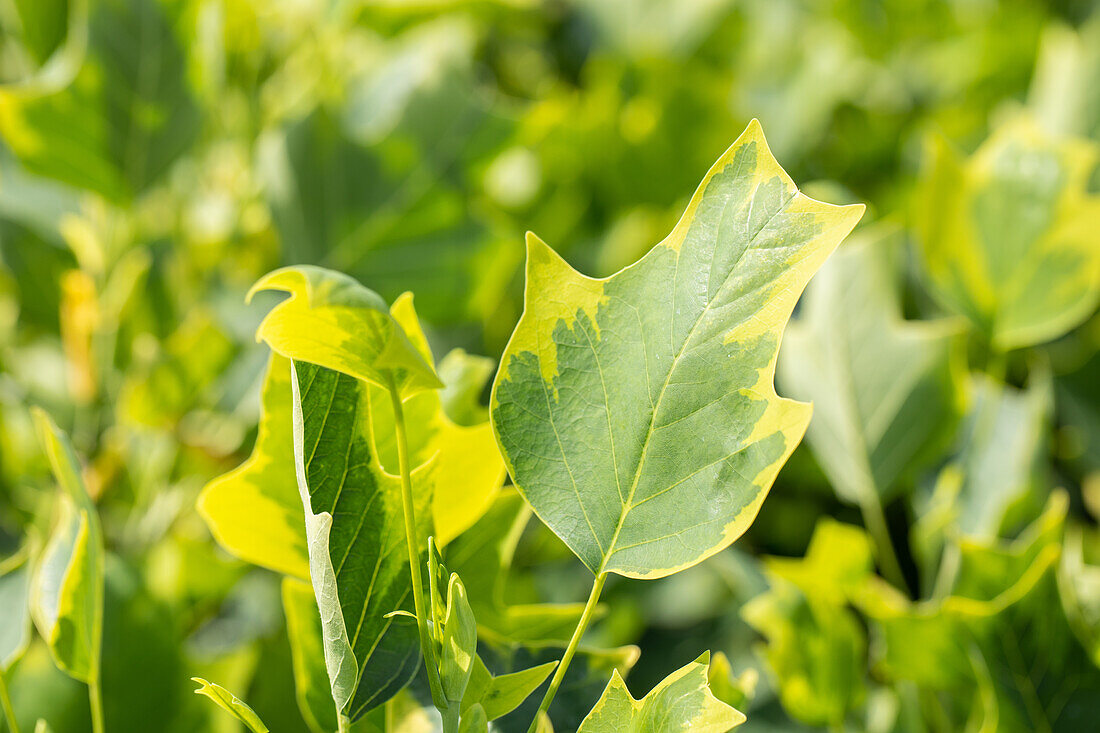 Liriodendron tulipifera 'Aureomarginatum'