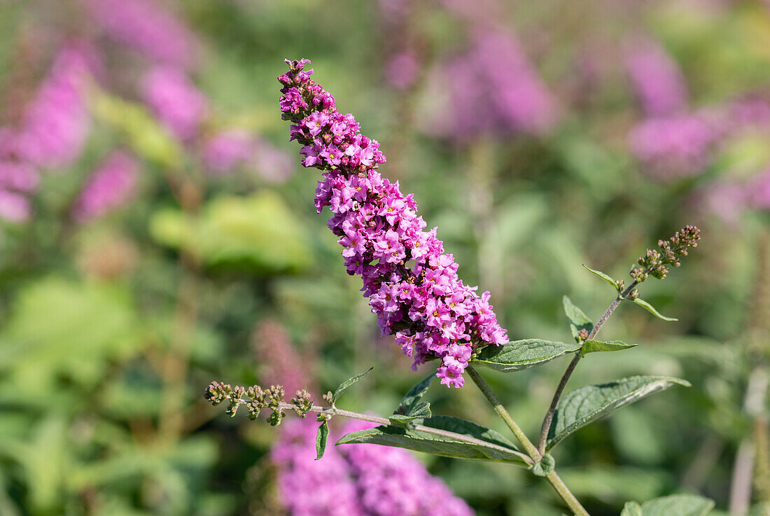 Buddleja davidii 'Pink Micro Chip'