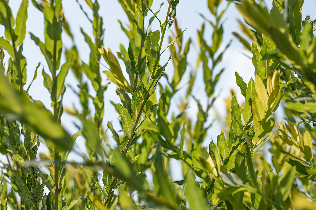 Salix purpurea