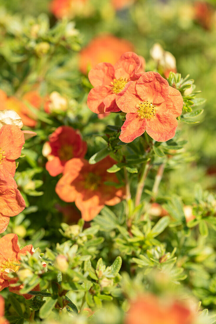 Potentilla fruticosa 'Red Ace'