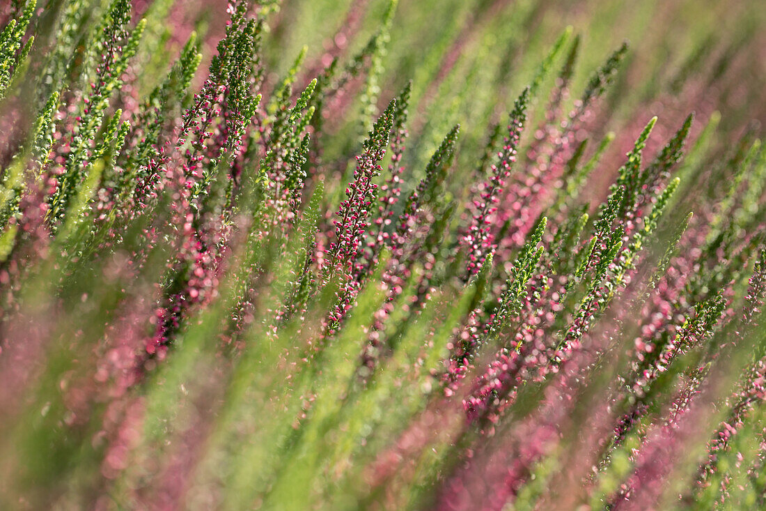 Calluna vulgaris Twingirls® 'Loki/ Alicia'