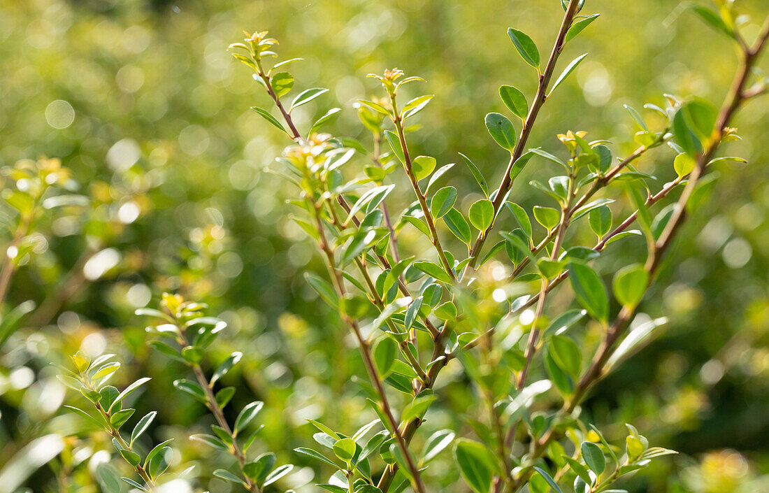 Ilex crenata 'Stokes'