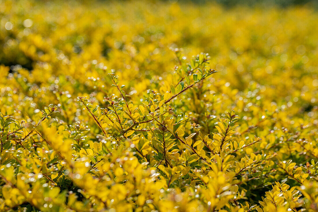 Ilex crenata 'Golden Gem'