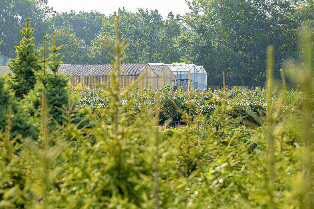 Greenhouses in a tree nursery