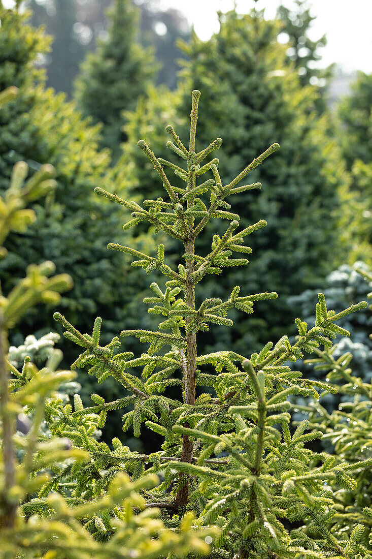 Abies pinsapo