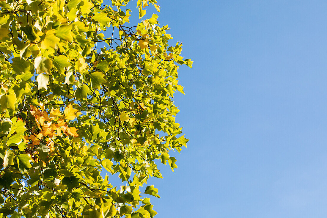 Liriodendron tulipifera