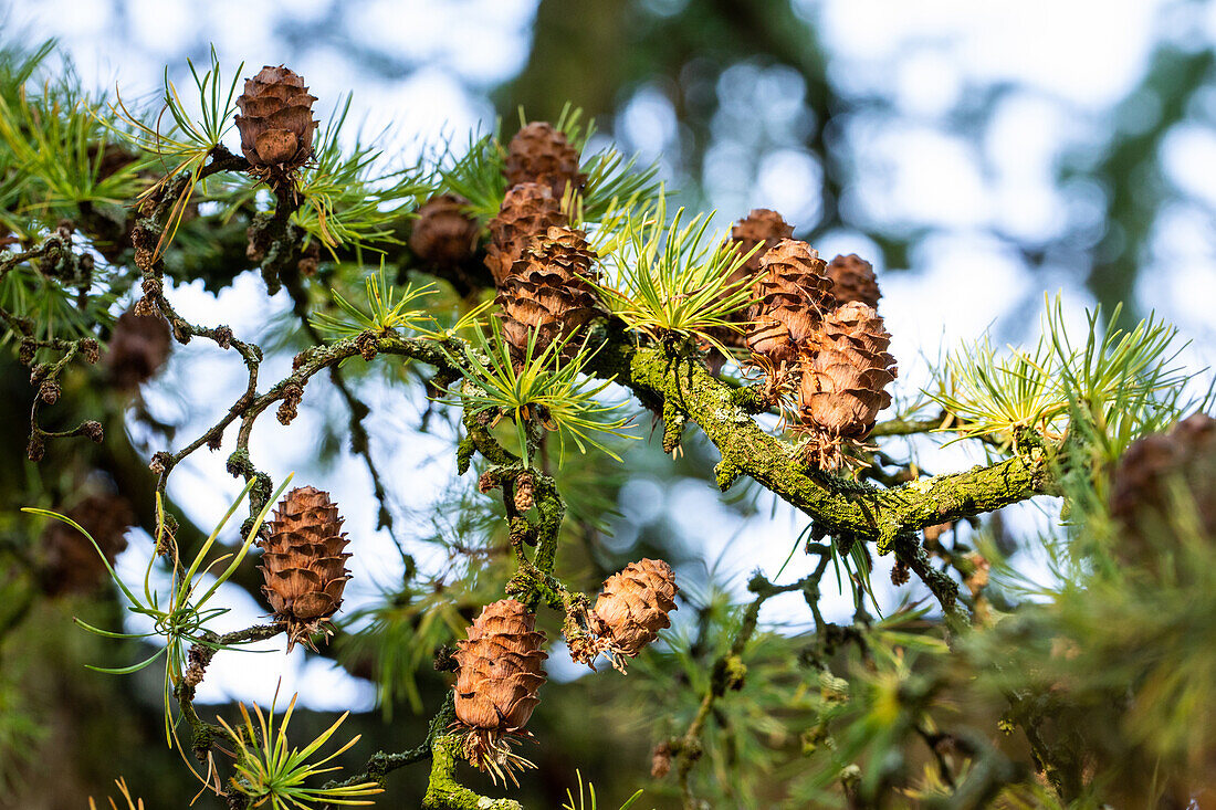 Larix decidua