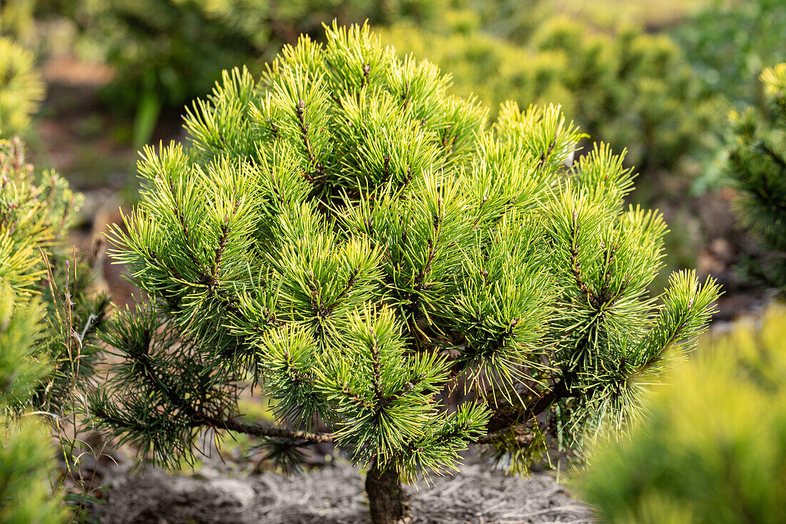 Conifers, bonsai