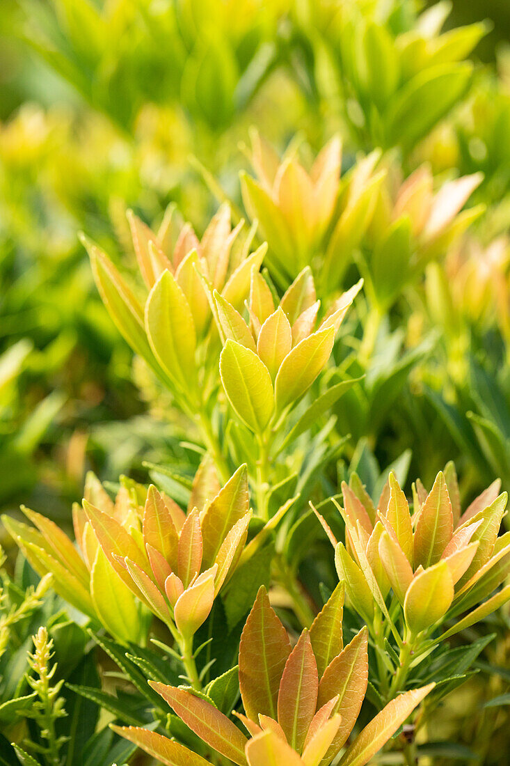 Pieris japonica 'Prelude'