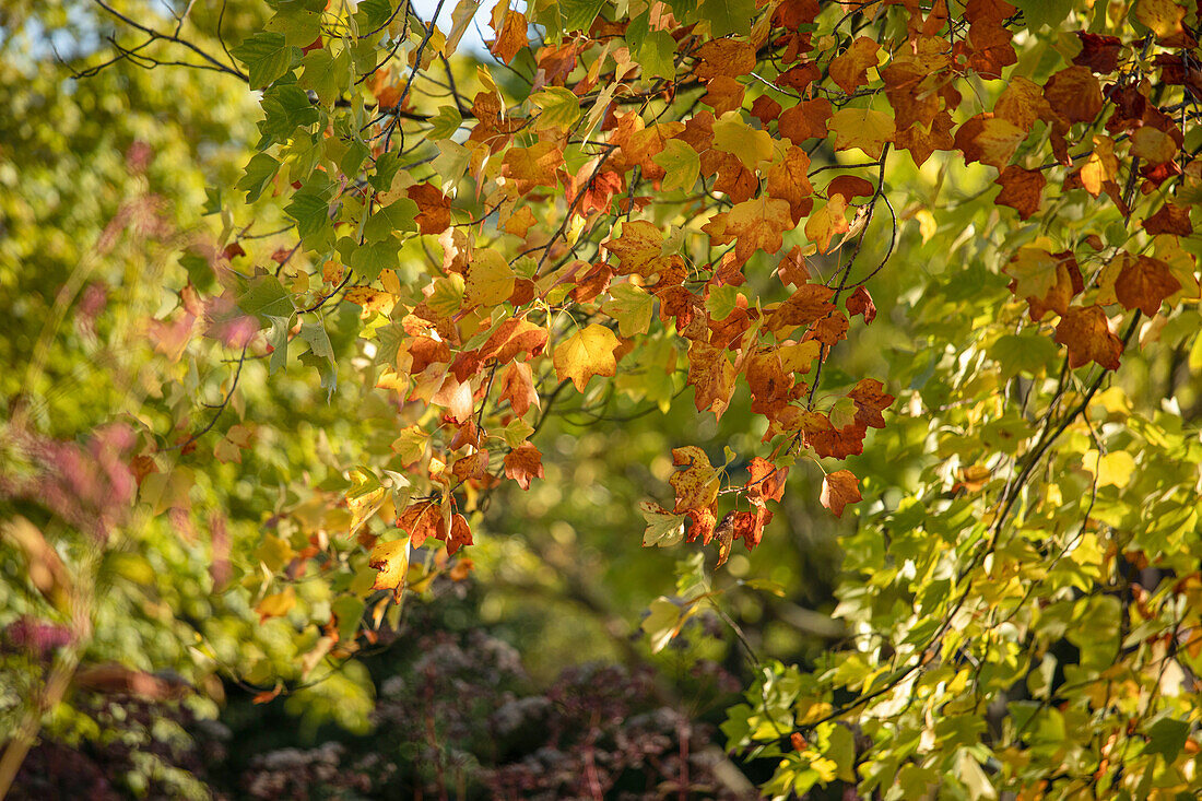 Liriodendron tulipifera