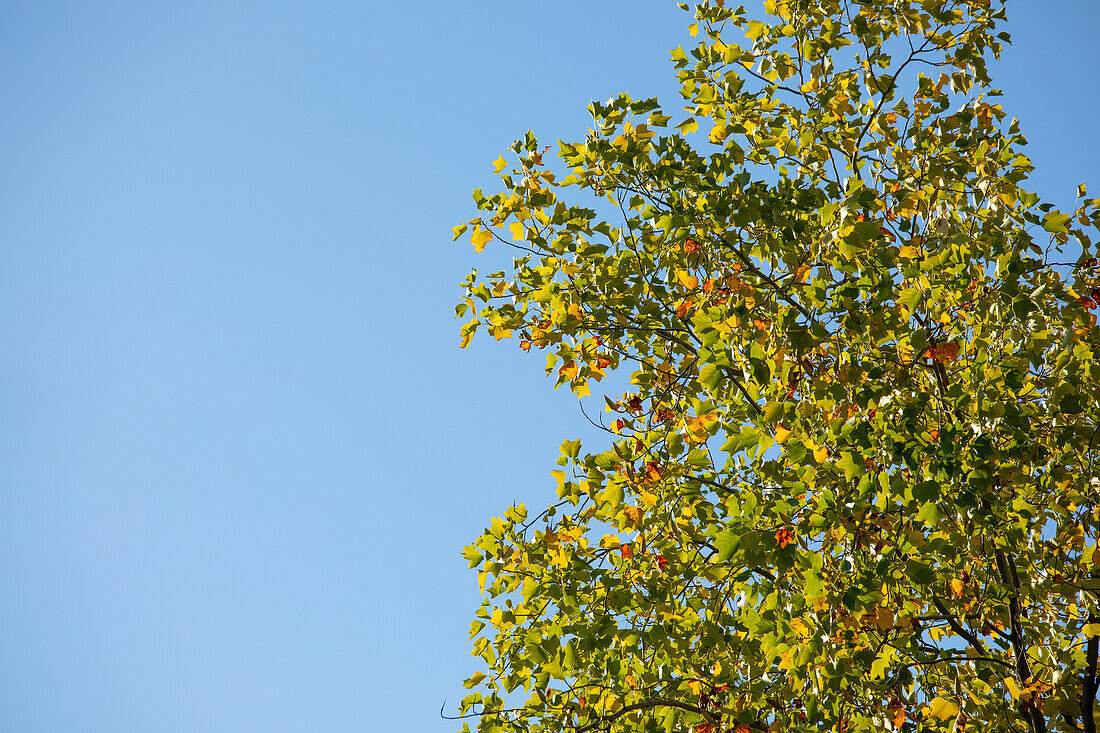 Liriodendron tulipifera