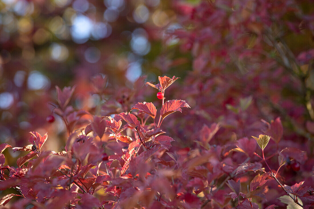 Viburnum opulus