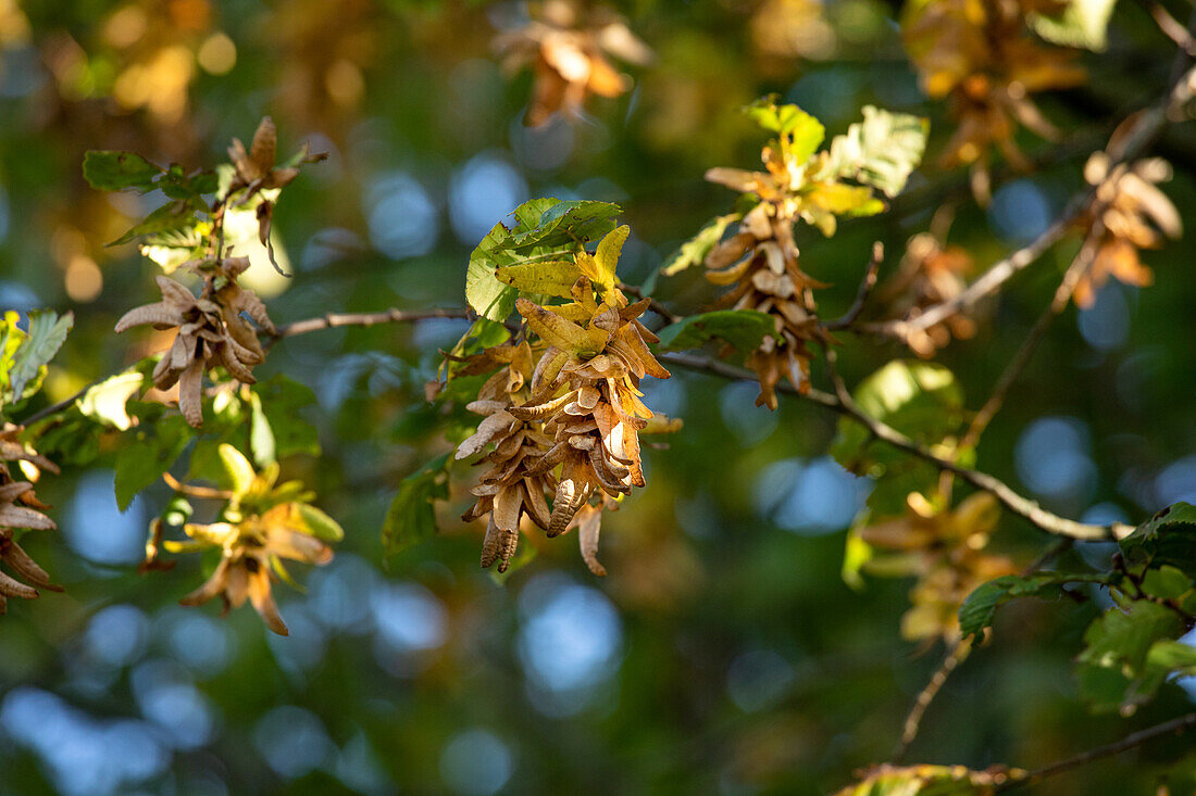 Carpinus betulus