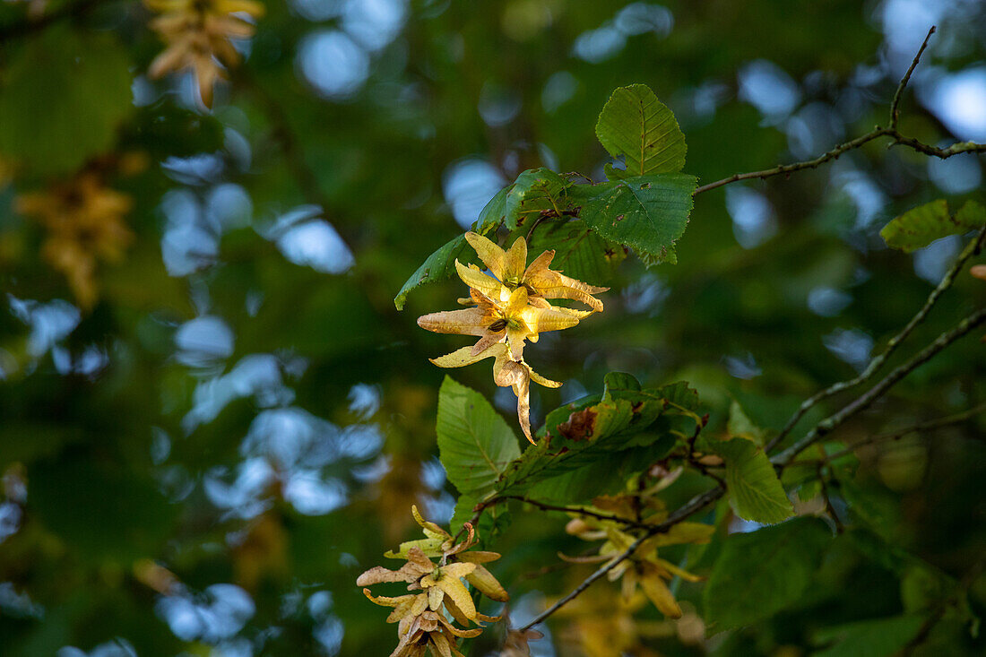 Carpinus betulus