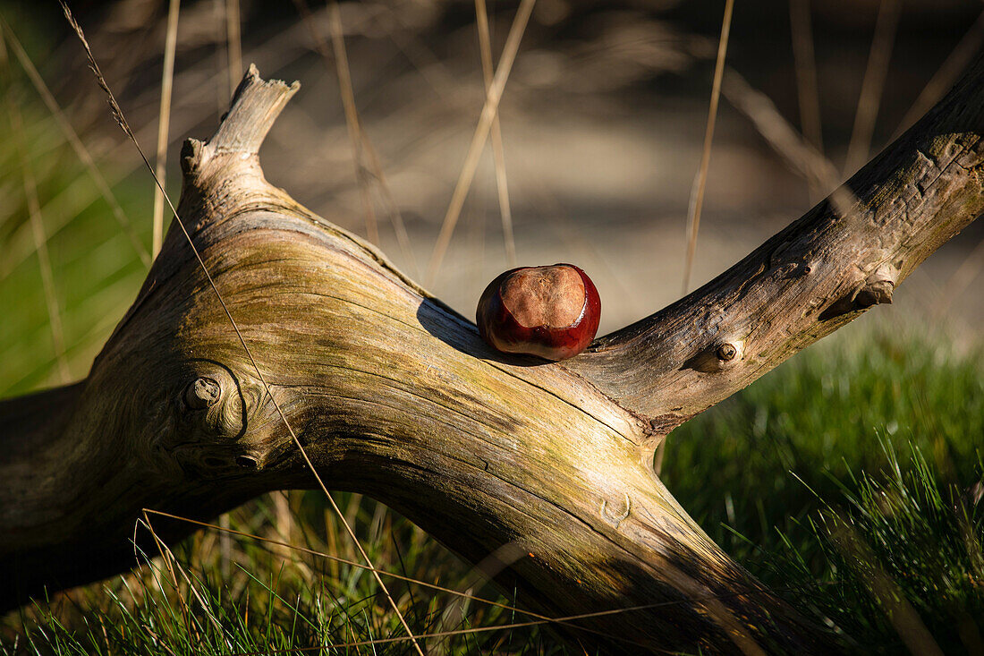 Chestnut on branch