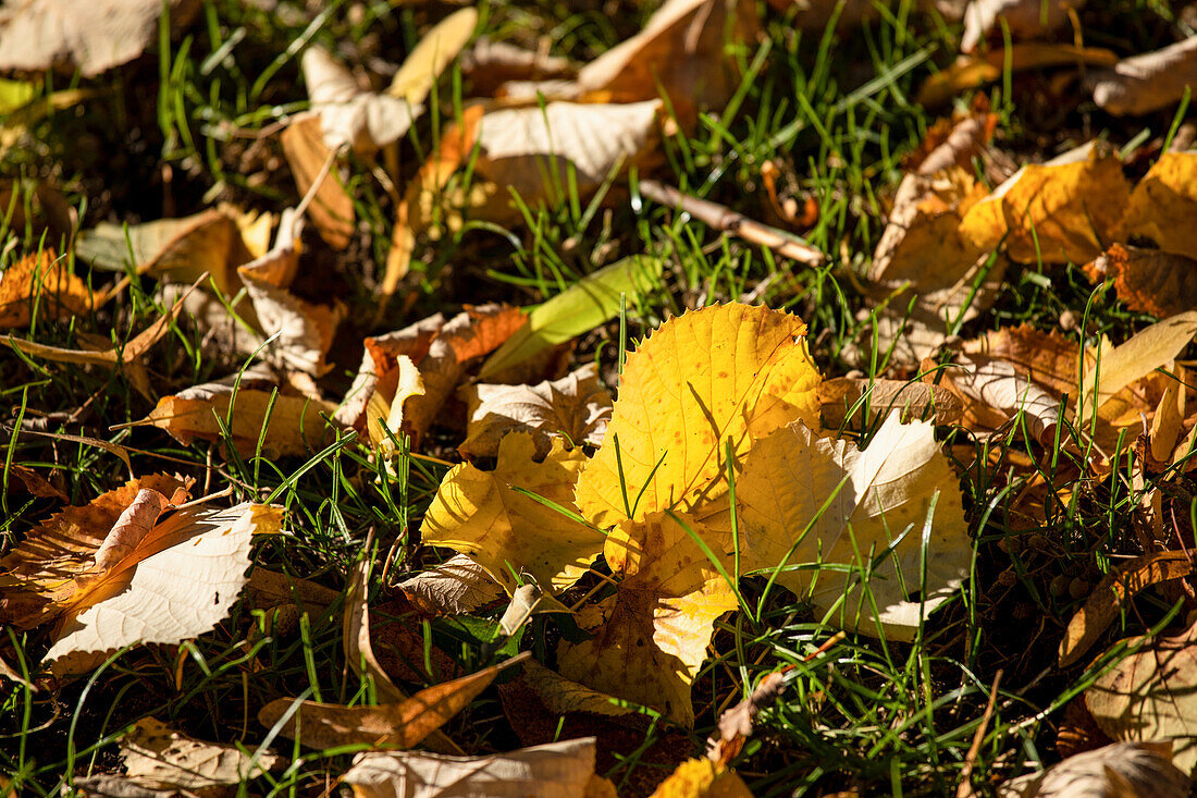 Leaves in the grass