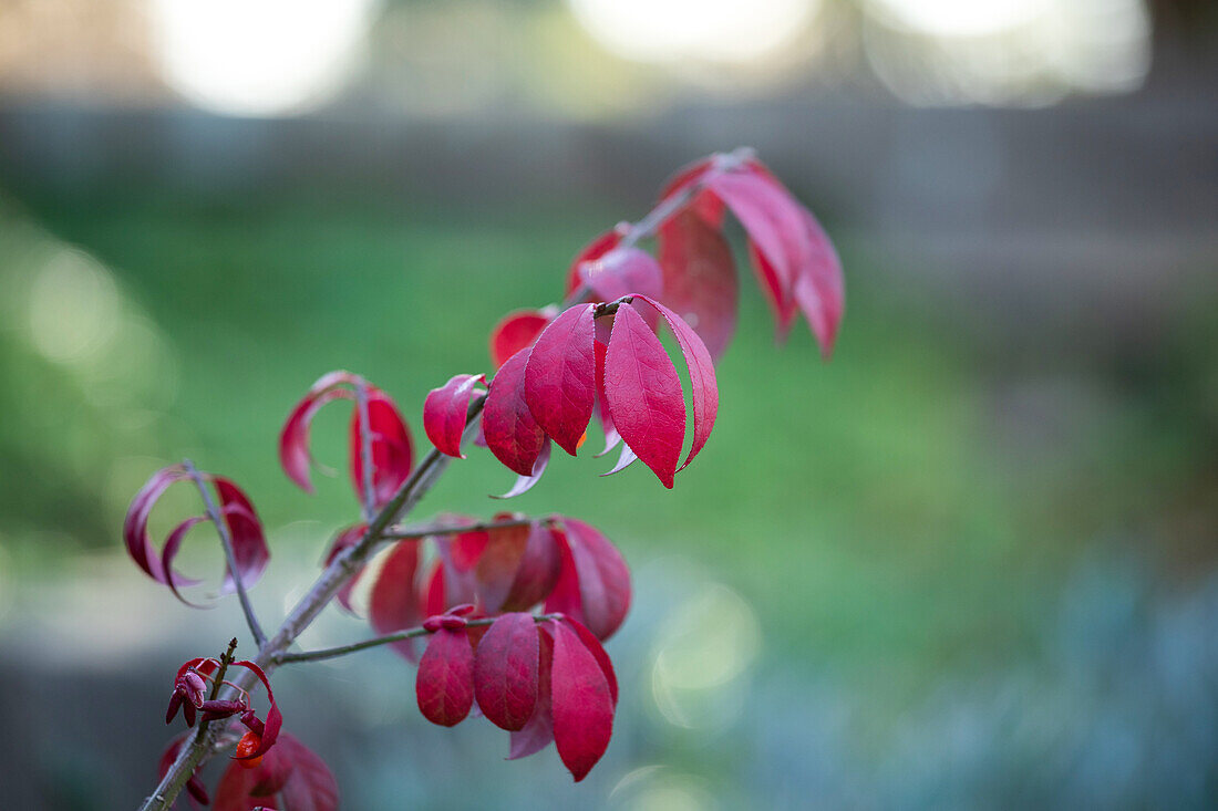 Euonymus alatus 'Compactus'