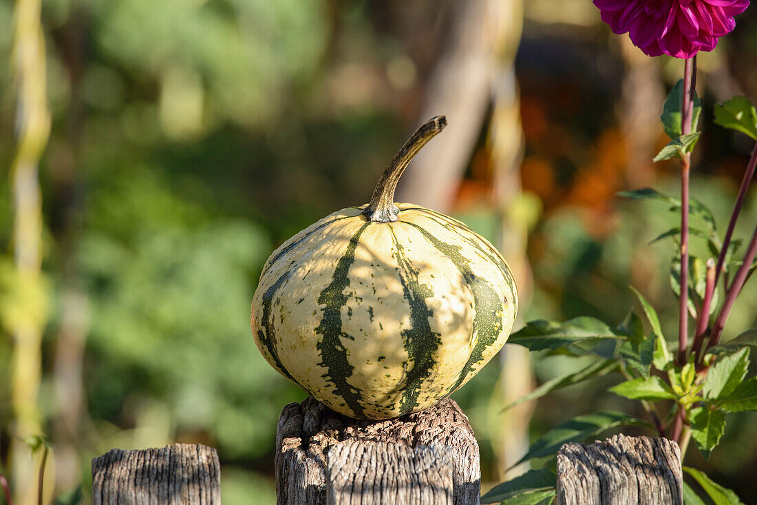 Pumpkin on fence