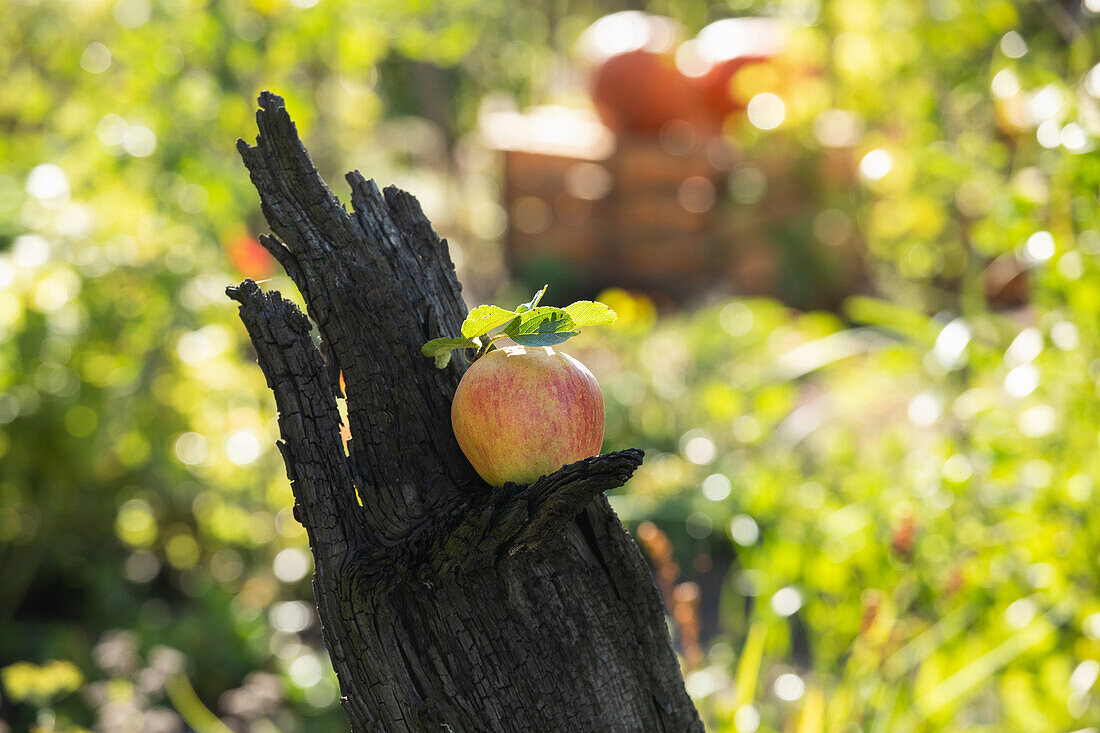 Autumn atmosphere with apple