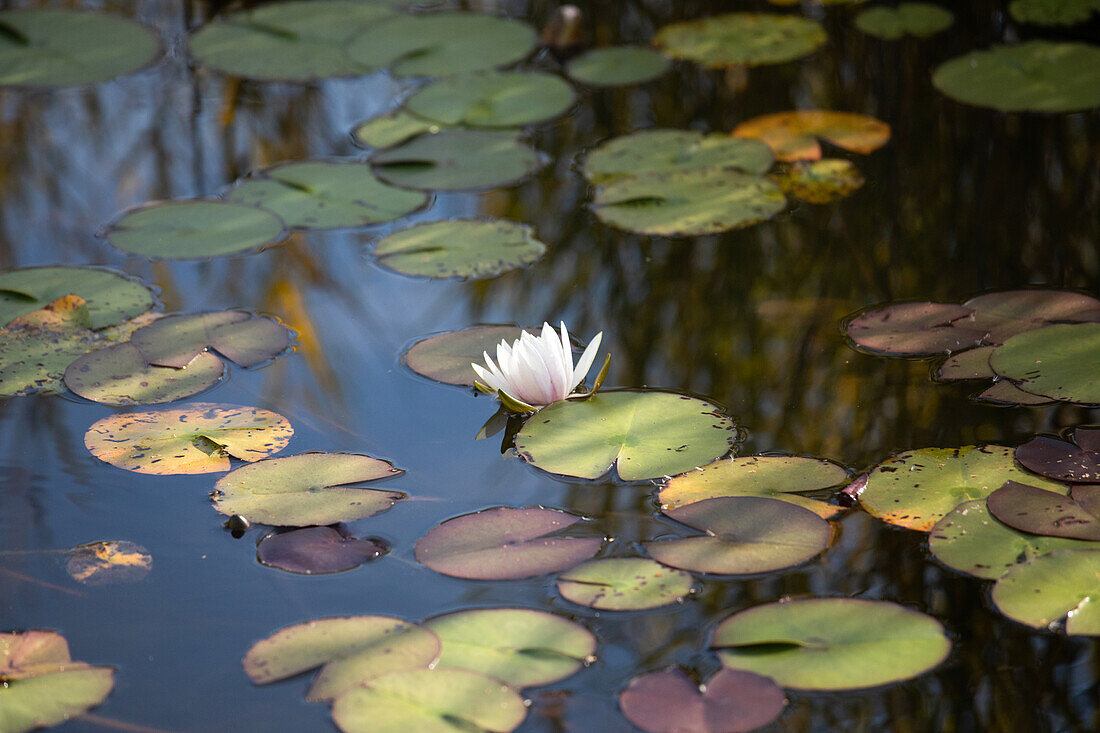 Nymphaea, weiß