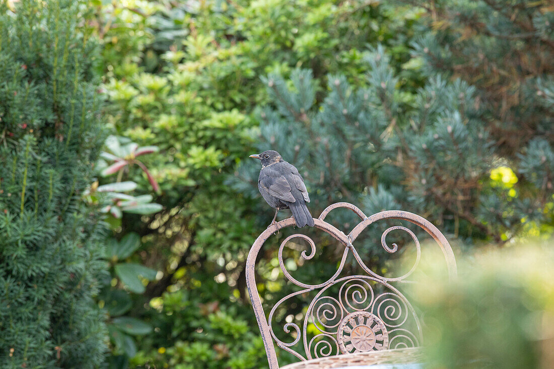 Blackbird sitting on garden chair