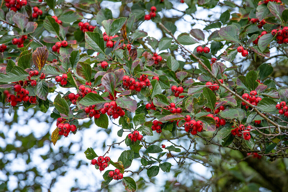 Crataegus persimilis