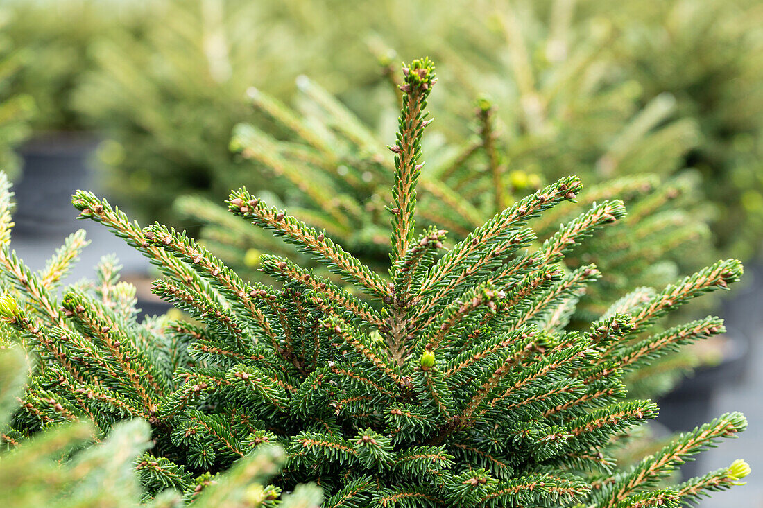 Picea orientalis 'Shadows Broom'