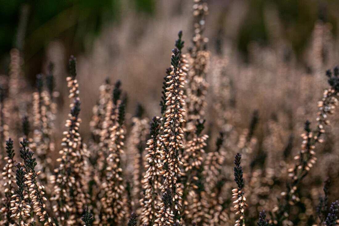 Calluna vulgaris Gardengirls® 'Lisbeth'