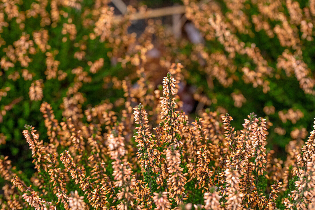 Calluna vulgaris, buds