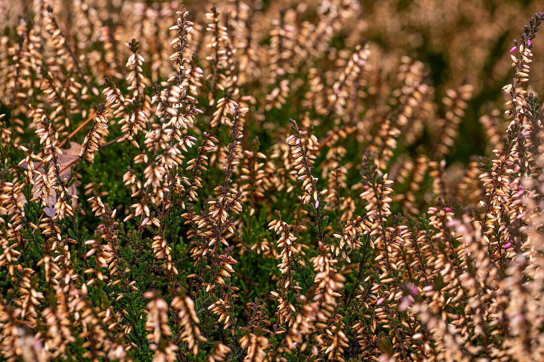 Calluna vulgaris 'Sphinx'