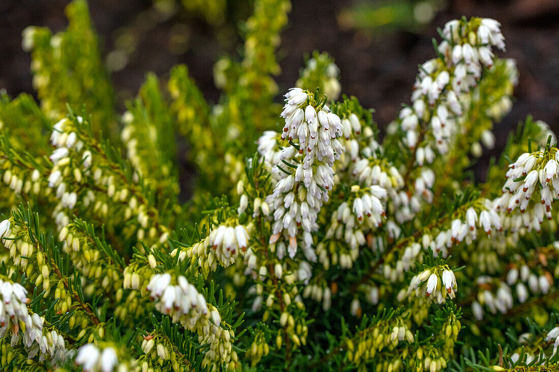 Erica darleyensis 'Snow Surprise'