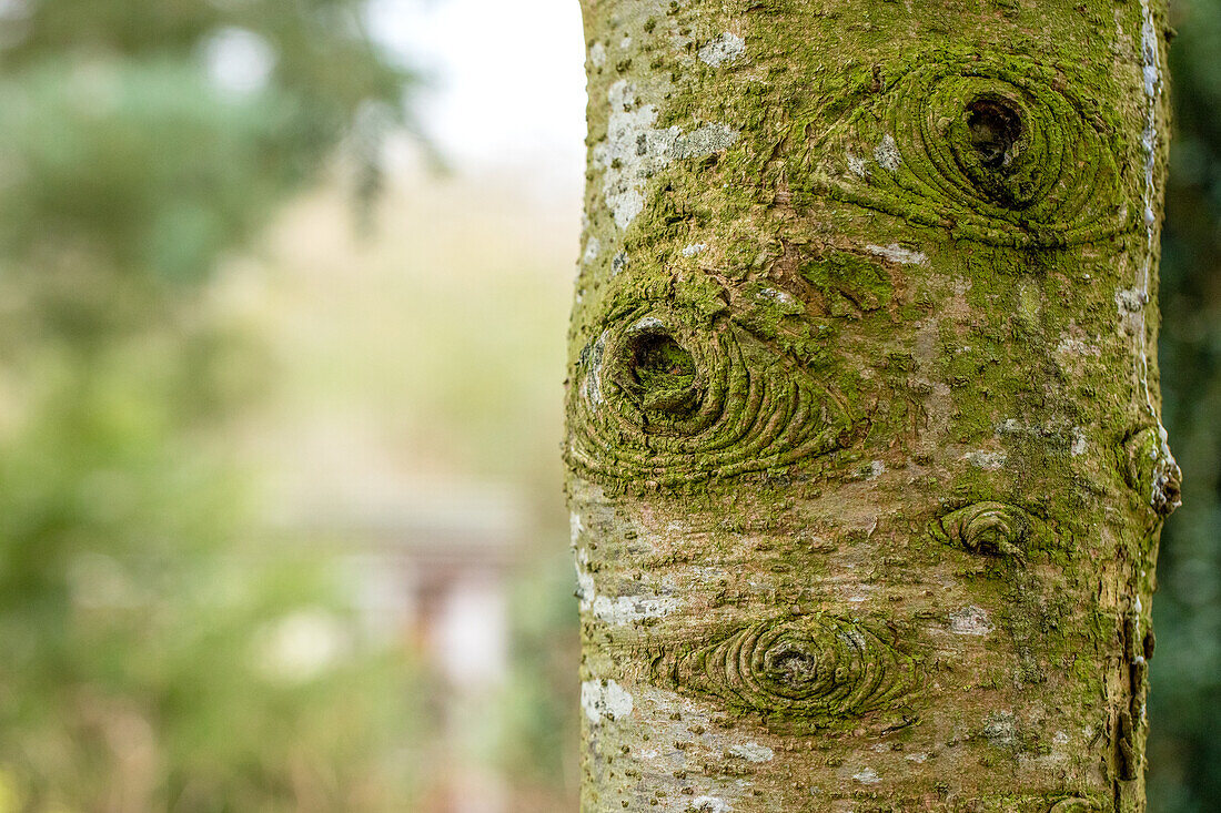 Pseudotsuga menziesii 'Blue Wonder'