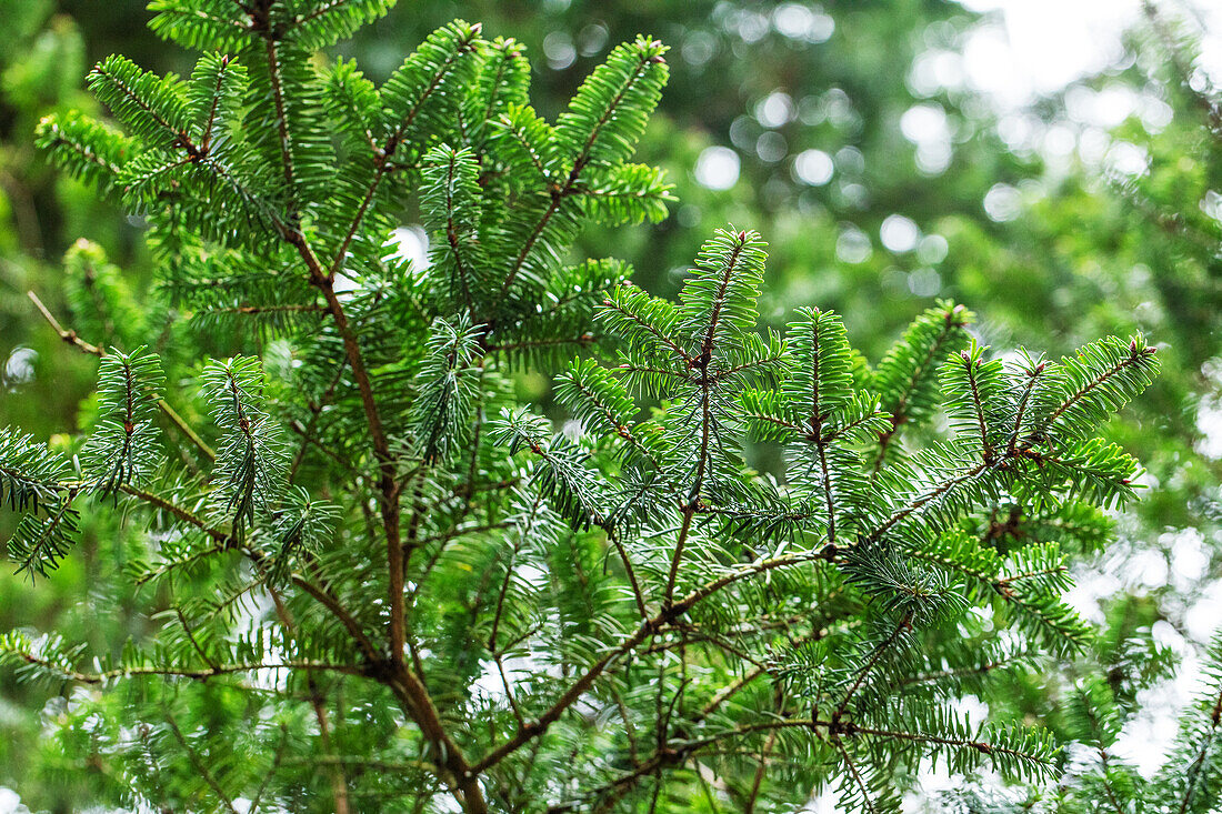 Pseudotsuga menziesii 'Fretsii'