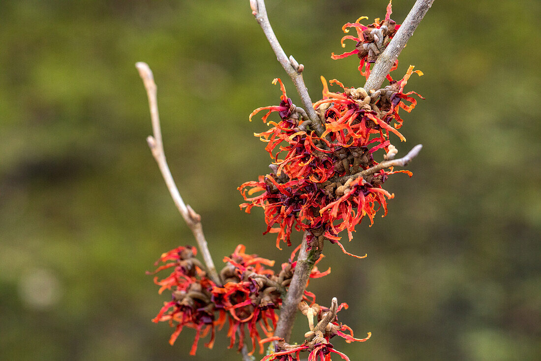 Hamamelis x intermedia 'Old Copper'