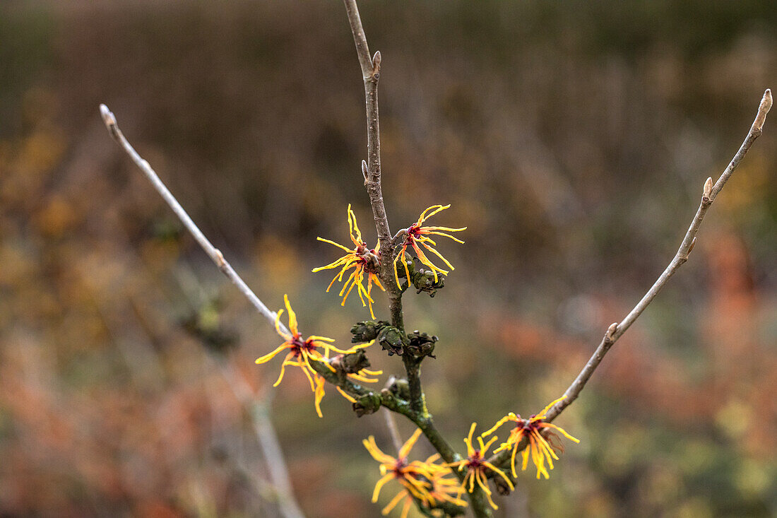 Hamamelis x intermedia 'Orange Beauty'