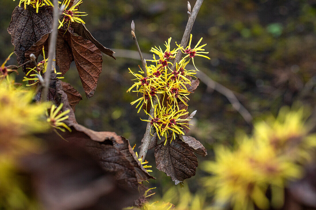 Hamamelis x intermedia 'Gimborns Perfume'