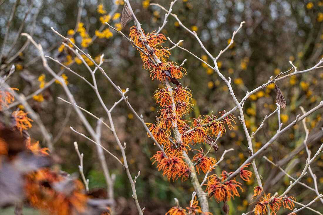 Hamamelis x intermedia 'Gingerbread'