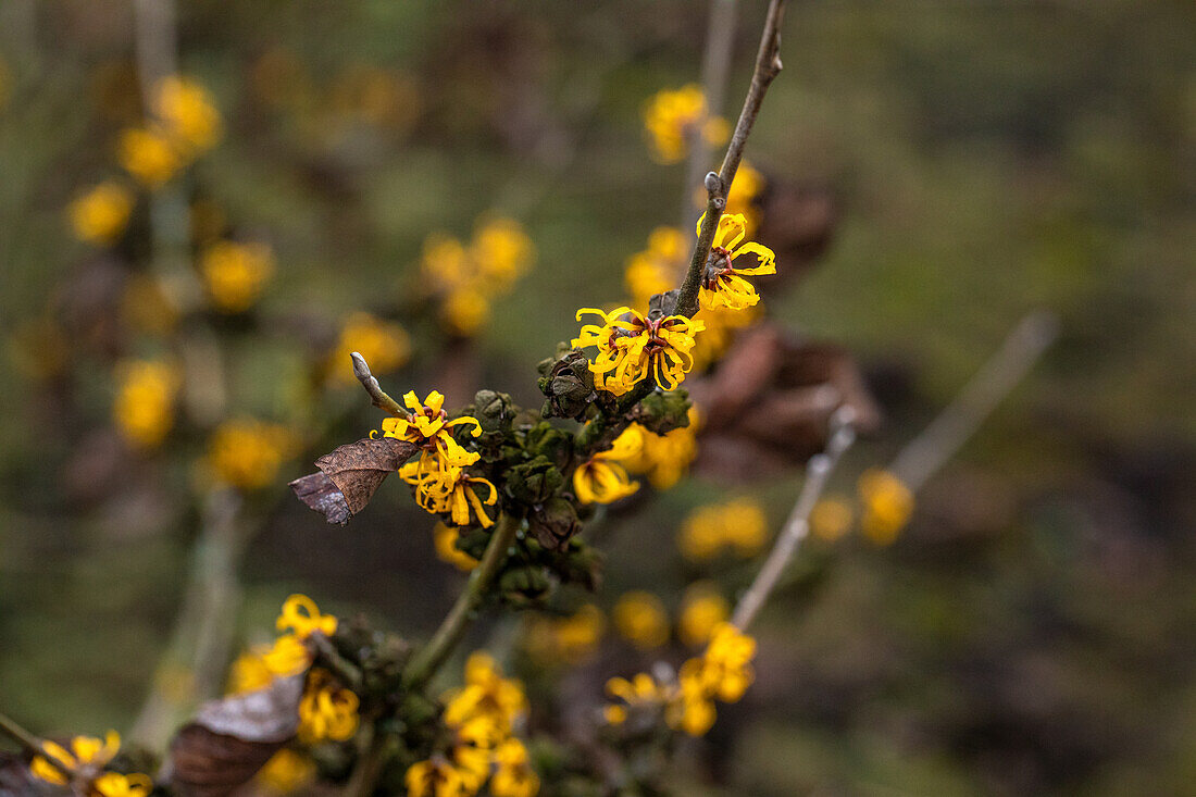 Hamamelis x intermedia 'Doerak'