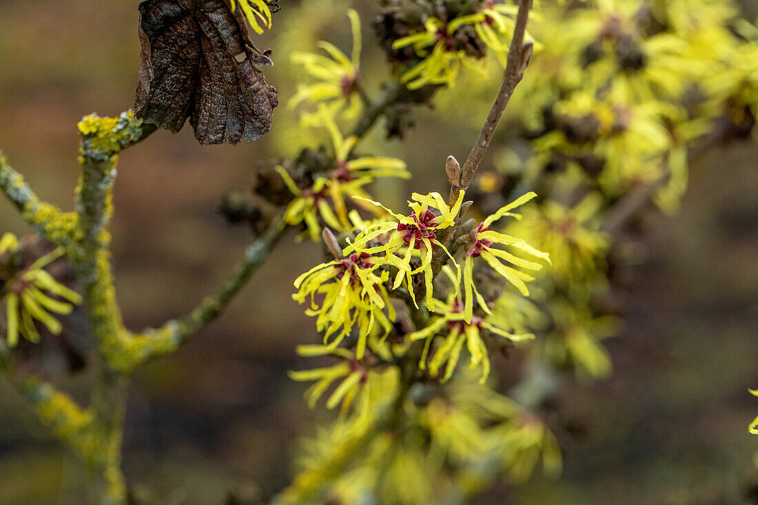 Hamamelis x intermedia 'Sunburst'