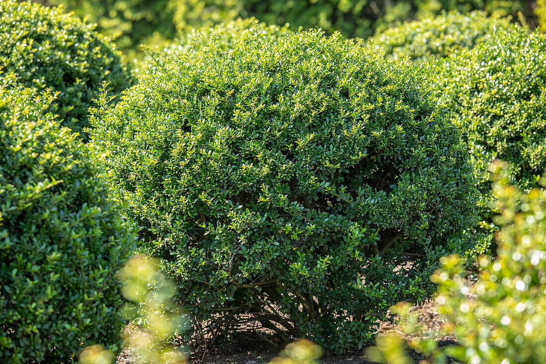 Ilex crenata, globe