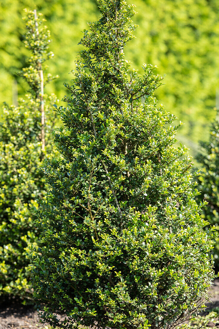 Ilex crenata 'Robustico', pyramid