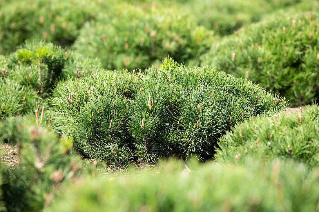 Pinus mugo var. pumilio