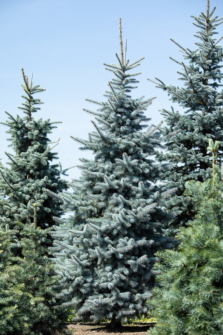 Picea pungens 'Hoopsii'