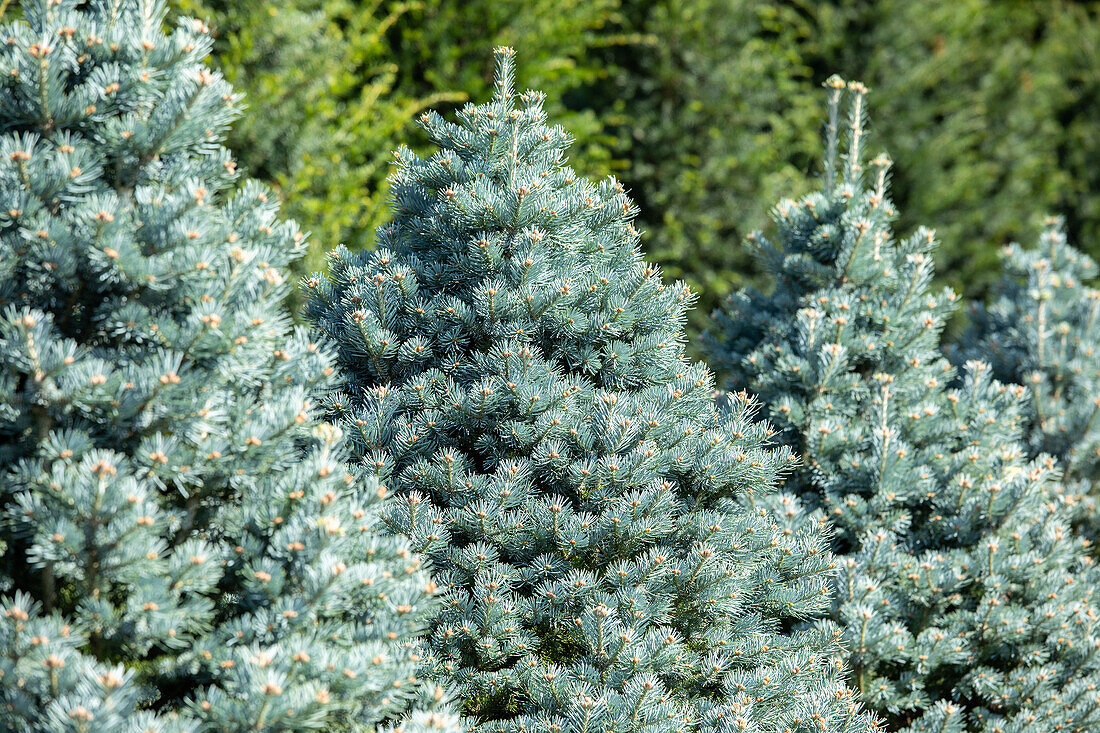 Abies lasiocarpa 'Compacta'