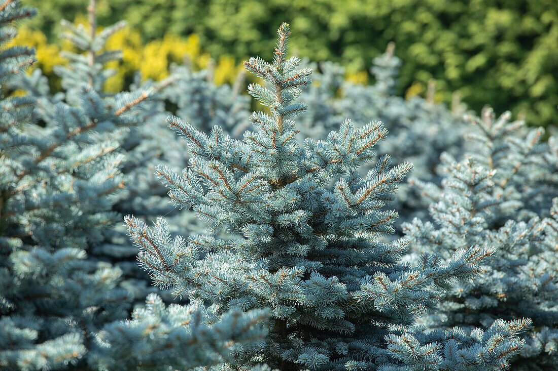 Picea pungens 'Glauca Globosa'